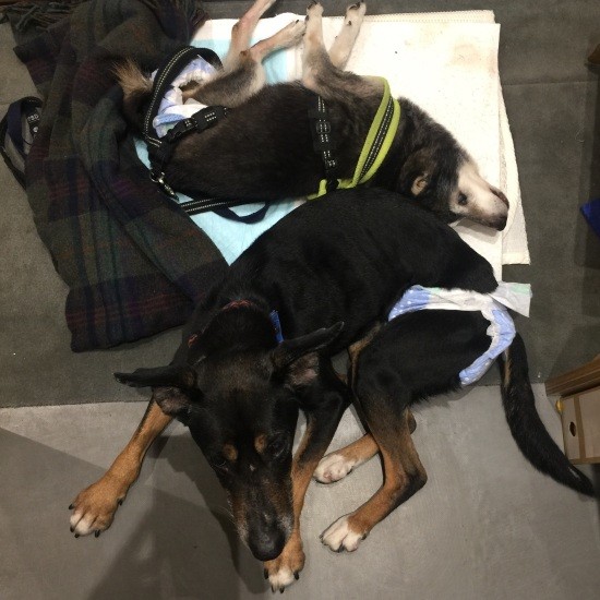 歩かせるときはハーネスを２本使いしていた