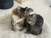 猫さんにモテモテのワンダーくん（提供：キャットアパートメントコーヒーさん）