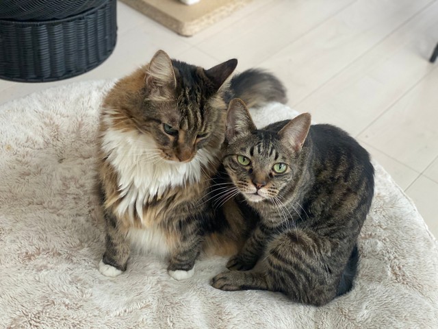 猫さんにモテモテのワンダーくん（提供：キャットアパートメントコーヒーさん）