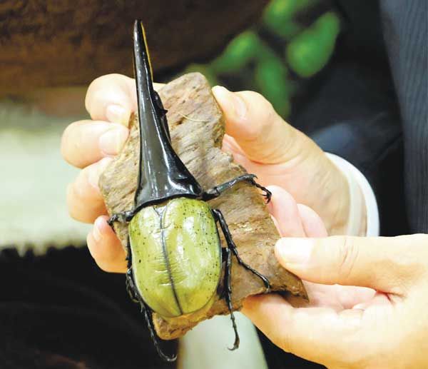 ヘラクレスオオカブトを養殖 ｜ 朝日小学生新聞 | 朝日中高生新聞