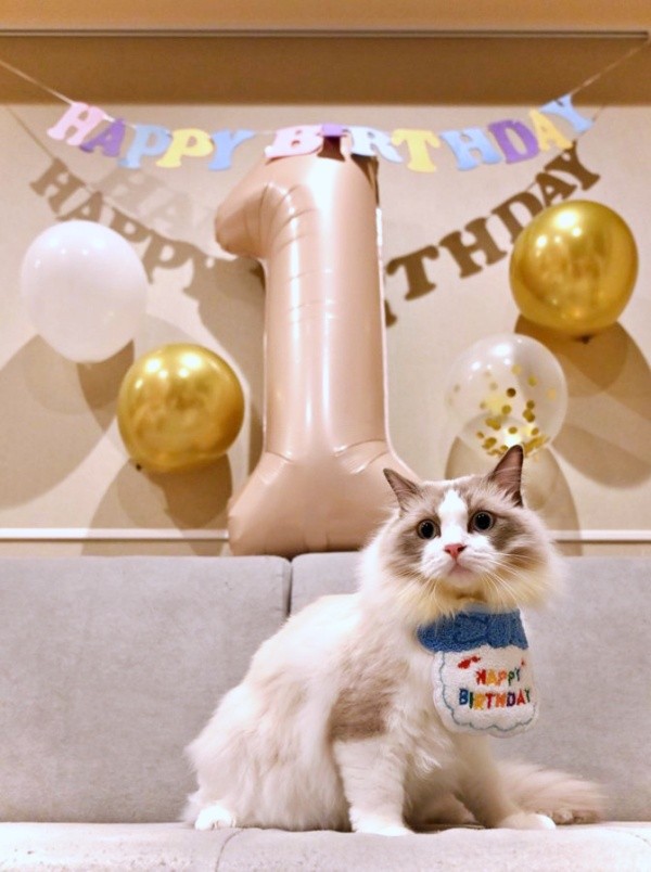 1歳の誕生日を迎えたシャルくん（画像提供：しゃるどねこさん）