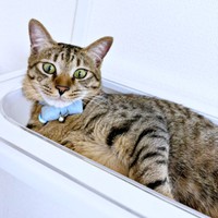 めろんちゃをおしやって見事に収まったれんれんくん（画像提供：キジあにゃさん）