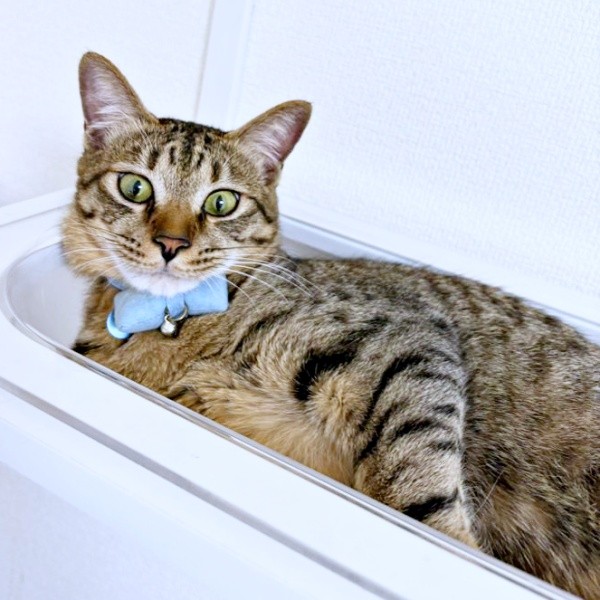 めろんちゃをおしやって見事に収まったれんれんくん（画像提供：キジあにゃさん）