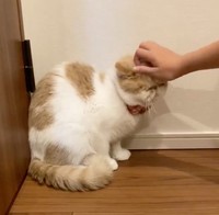 娘さんのなでなでには素直に応じる、きなこちゃん（動画からキャプチャー／提供：エキゾのきなこさん。）