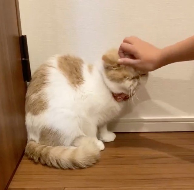 娘さんのなでなでには素直に応じる、きなこちゃん（動画からキャプチャー／提供：エキゾのきなこさん。）