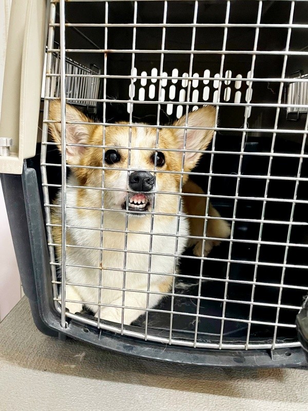 サロンでムキ顔になった神楽ちゃん（画像提供：コーギーの神楽さん）