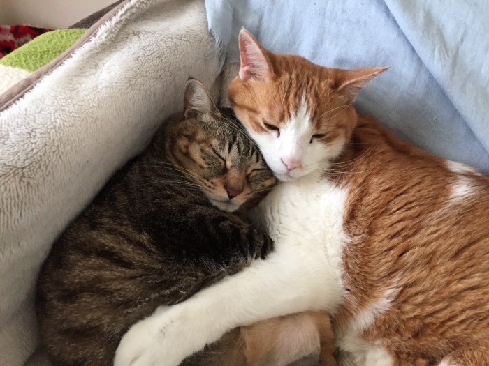 相棒の福多朗と抱き合いまったり寝るはるまきくん。気の合う仲間の存在もまた「大事な環境」なのかもしれません（明日香さん提供）