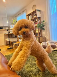 手足がすごく長いプーチンくん（提供：トイプードルPoochinさん）