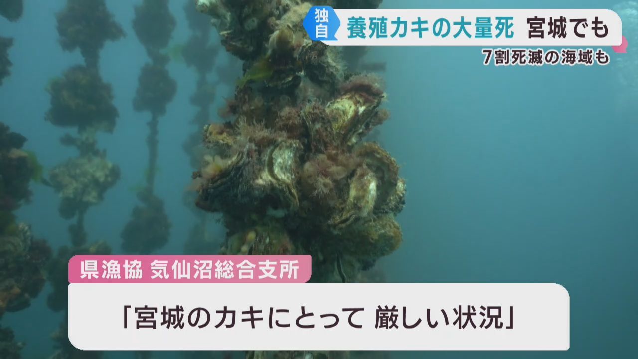 養殖カキの大量死　宮城県でも　海域によっては７割死滅も