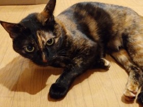 飼い猫の“狩り”の本能に感謝！　部屋に入り込んだハチの追い出し作戦で大活躍