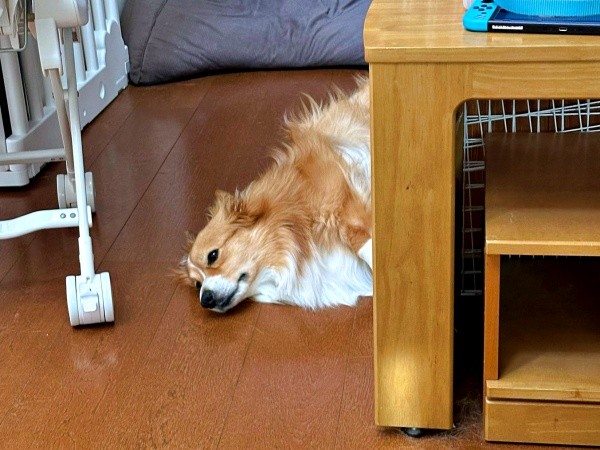 シャンプー前日、うなだれるエグジーくん（画像提供：Eggsy the Fluffさん）