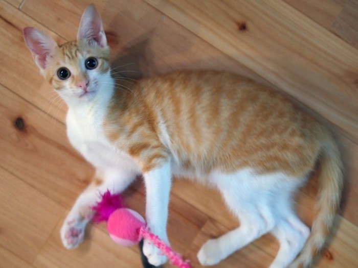 手足が長くてスラーッとしている