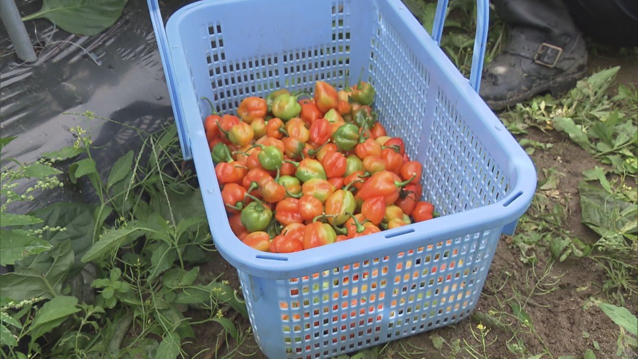 写真で見る：「日本一辛い村」“ホット”な特産品が収穫最盛期 福島県平