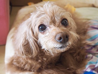 愛犬が最近おしっこを失敗しちゃう理由は…　「慣れ」のせい？