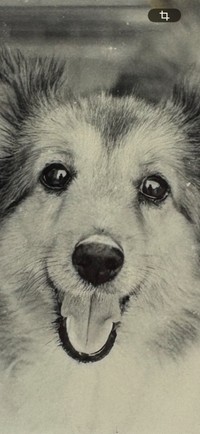 サマーカットでまるで子犬のように見えた姿が「かわいすぎて」シャッターを切ったという（「ずっこ」さん提供）