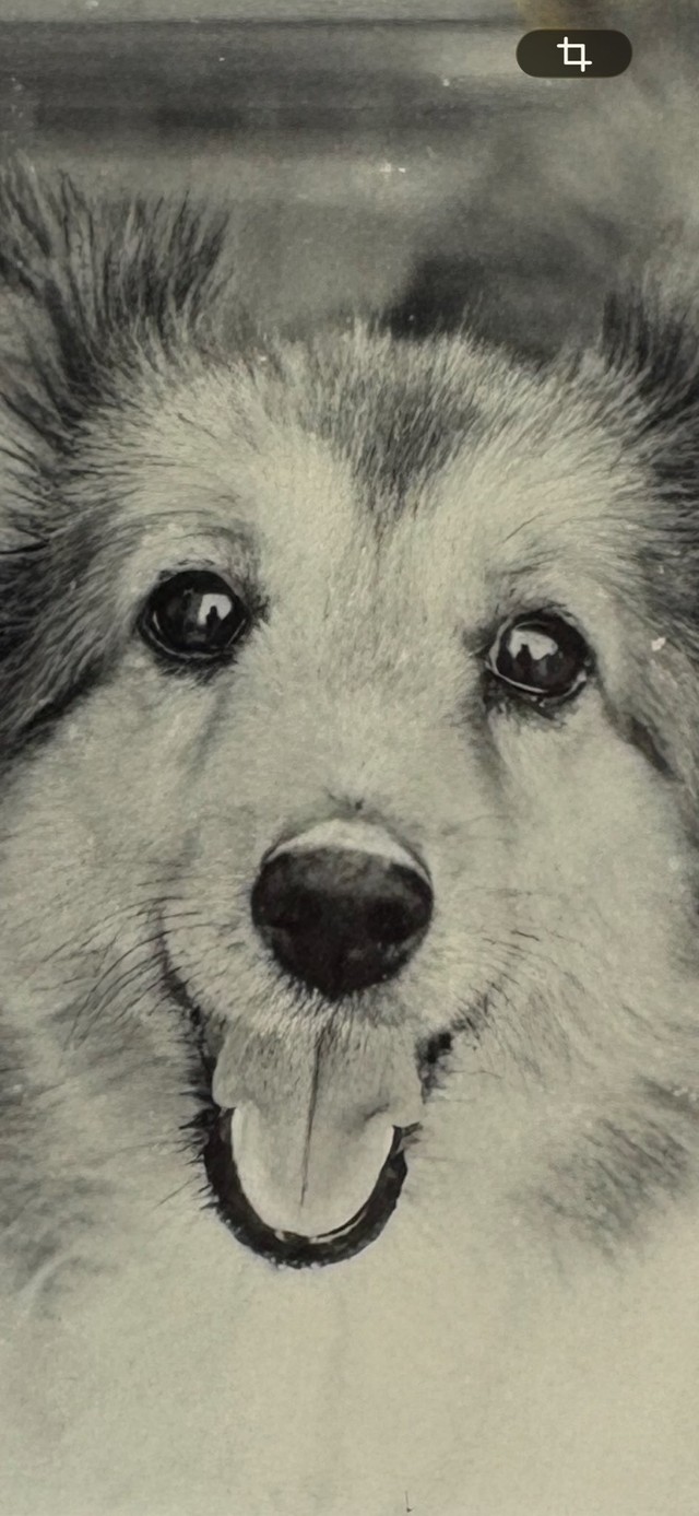 サマーカットでまるで子犬のように見えた姿が「かわいすぎて」シャッターを切ったという（「ずっこ」さん提供）