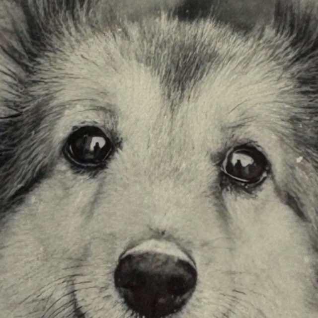 サマーカットでまるで子犬のように見えた姿が「かわいすぎて」シャッターを切ったという（「ずっこ」さん提供）