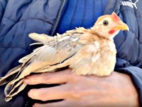 お迎えして帰宅途中、生後3カ月のゴマちゃん（画像提供：ぴいちょさん）