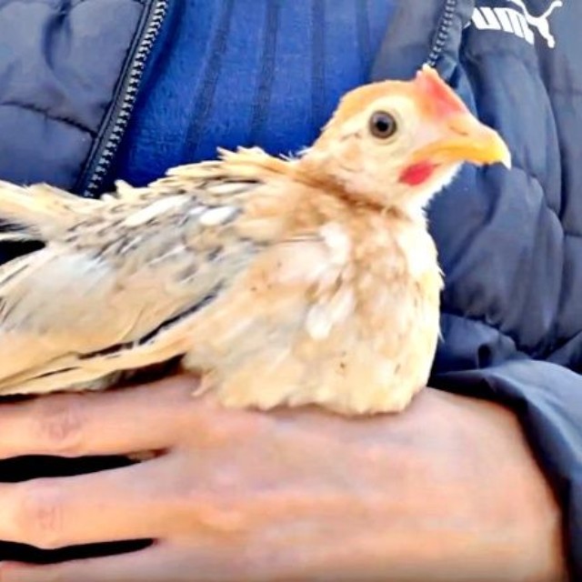 お迎えして帰宅途中、生後3カ月のゴマちゃん（画像提供：ぴいちょさん）