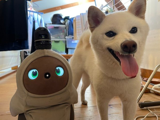らぼきちくんとモコちゃん。飼い主さん曰く「仲はいいのかよくわからない…」とのこと（提供：白柴モコとらぼきちさん）