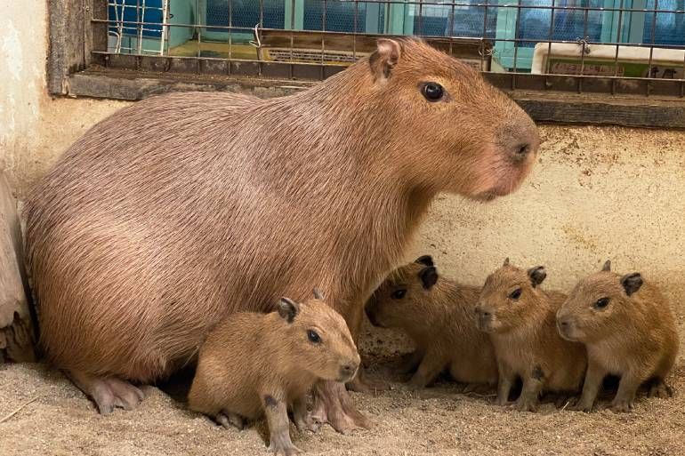 見守ってくれてるかな」カピバラに4頭の赤ちゃん誕生 父の旅立ちのあと