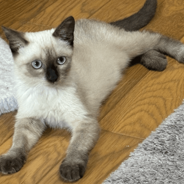 保護時は暗めだった被毛が明るくなったおこげっちゃん（画像提供：コハちゃん）