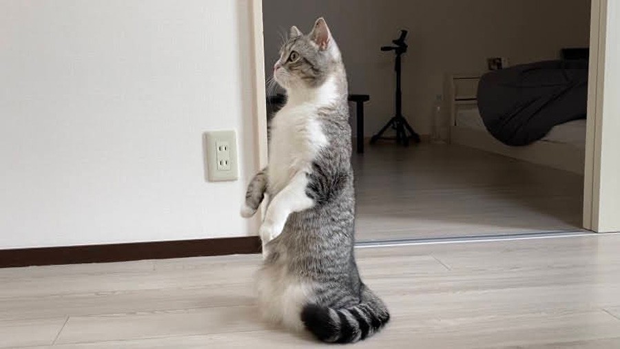こたつでダメになっちゃう猫さんが話題 「一緒にとろけたい