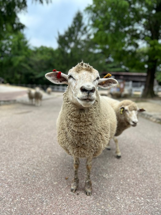 笑っているみたい（提供：六甲山牧場）