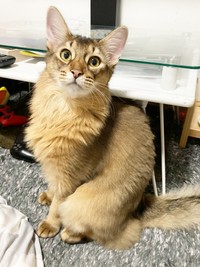 栄養失調を乗り越え、立派な成猫になった瑠偉くん（画像提供：うにねこさん）