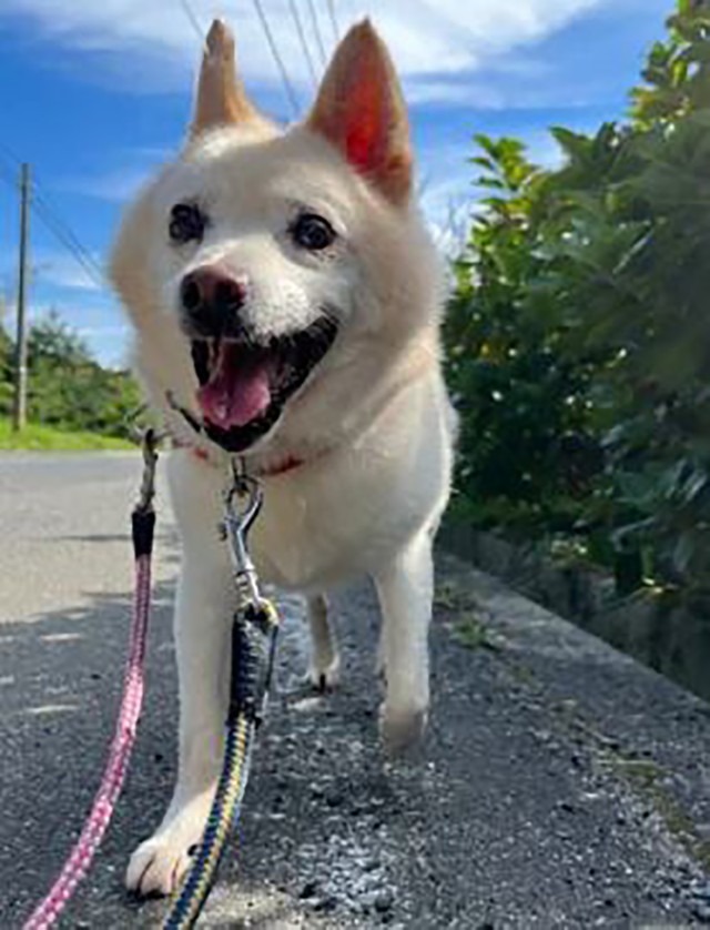 おさむのようなワンコが一頭でも多く増えますように！