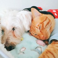 小雪ちゃんに甘えて寝る