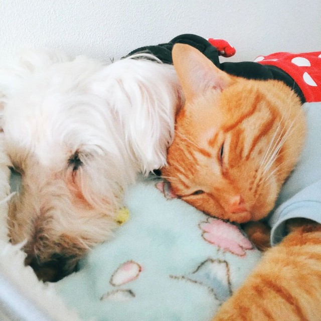 小雪ちゃんに甘えて寝る