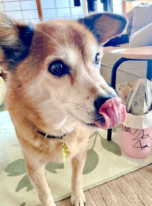 舌ペロッ！ おちゃめなテツくん（画像提供：ゆずのなかさん）