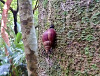 こちらがアフリカマイマイ（まひまひのつぶりさん提供）