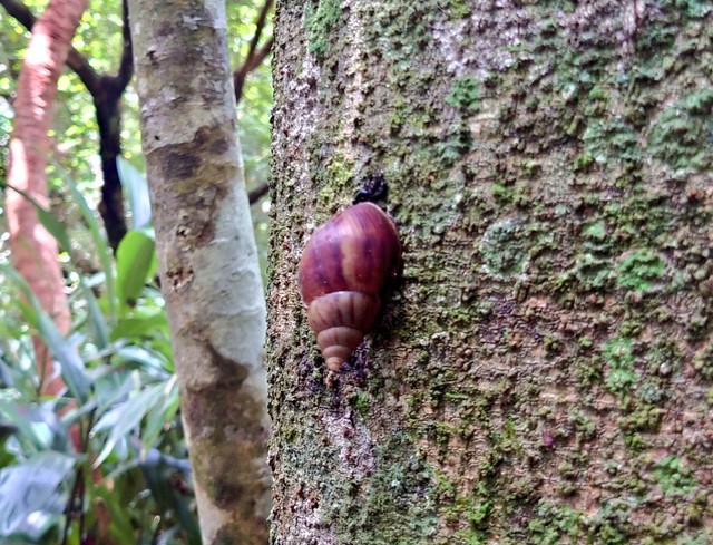 こちらがアフリカマイマイ（まひまひのつぶりさん提供）