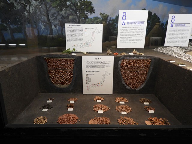 縄文時代の貯蔵穴について解説しています（提供：大阪市立自然史博物館）