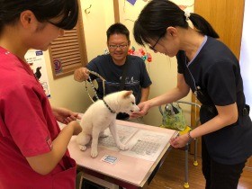 子犬子猫のしつけ　飼い主に指導　教育アドバイザー養成講座