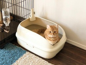 愛猫の健康のために、自宅でもオシッコの確認を習慣化しよう
