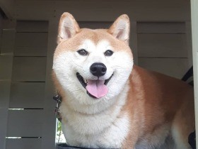 歌ったり言葉を覚えたり、芸達者な柴犬「ちゃちゃまる」　テレビにも出たんだよ！