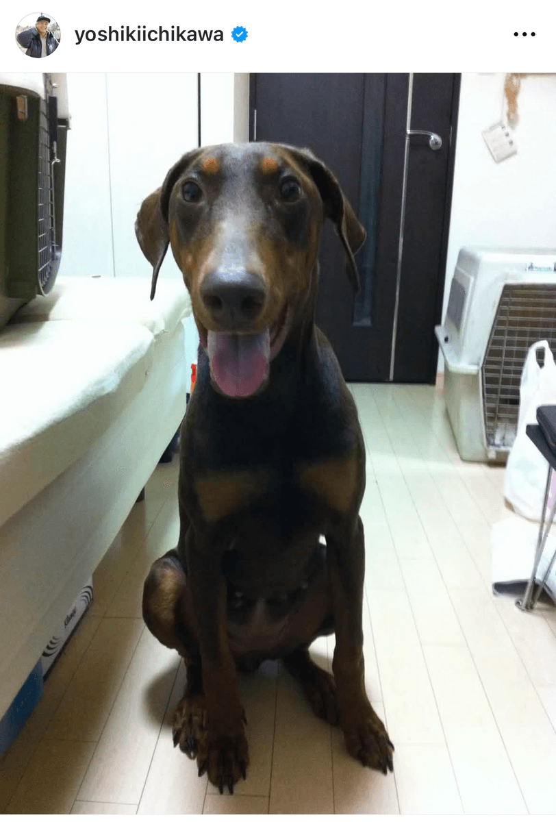 市川欣希 (@yoshikiichikawa)さんのインスタグラムより