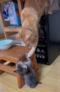 ちょっかい出したいんです（Twitterよりキャプチャ撮影）