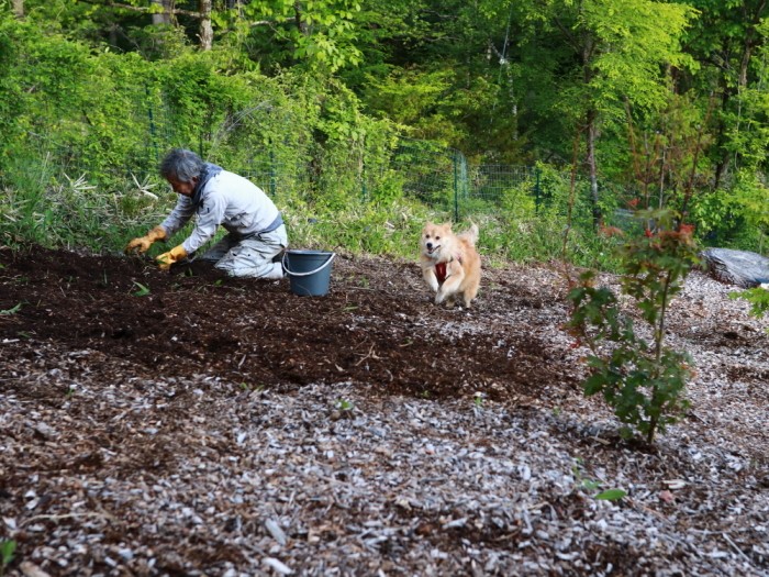 雑草をむしる私の隣で爆走する福ちゃん
