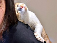 おんぶでスリスリするキナコくん（画像提供：mmmさん）