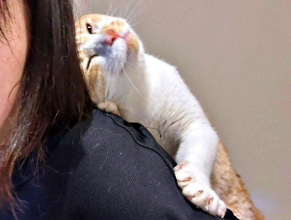 おんぶでスリスリするキナコくん（画像提供：mmmさん）