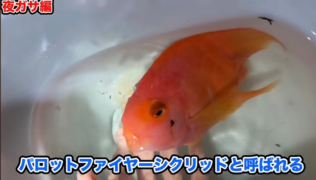 捕獲したパロットファイヤーシクリッド／あらかわさん（@Arakawa455）提供