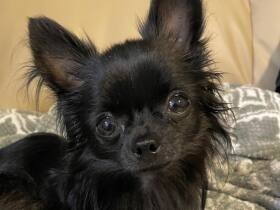 お世話もがんばってるよ　みんなのアイドル的存在のロングコートチワワ「アル」