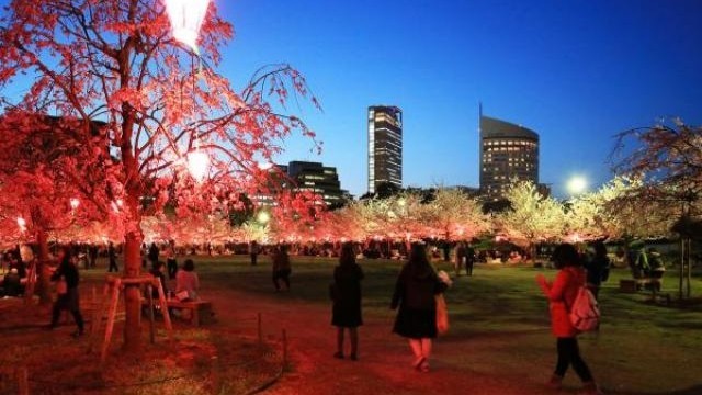 玉藻公園「桜の馬場」　花見シーズンに夜間無料開放　高松市