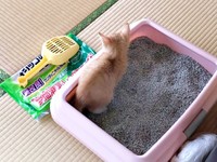 お迎え当時、上手にトイレを使うちいちゃん（画像提供：ちーちゃん-Mari-うるちゃんさん／Instagram）