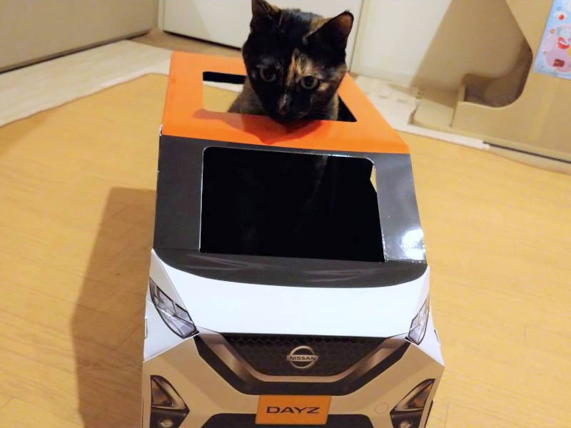 あんずがサンルーフからお顔をひょっこり