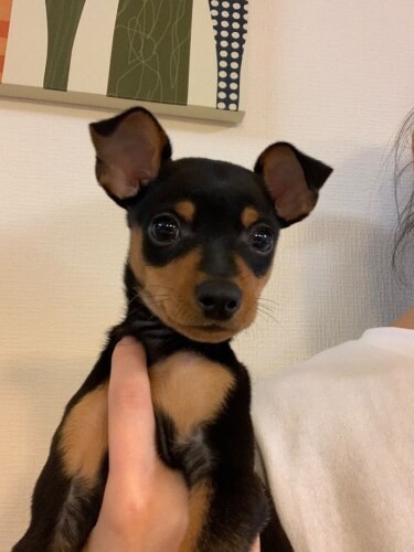 家にきたころの「ヴォルフ」